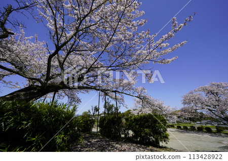 Cherry blossoms in full bloom against the blue sky of Asukaji 113428922
