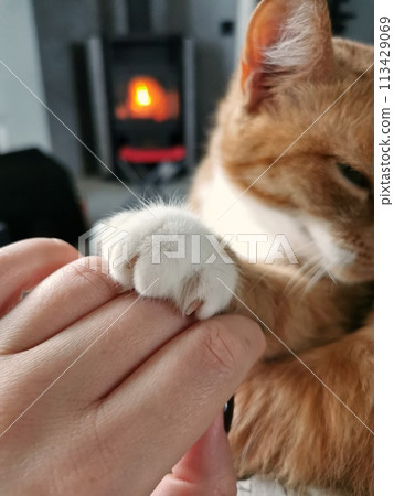 The red-and-white cat looked away and put her paw on the hand of a woman with black-painted nails. Animal and human friendship 113429069