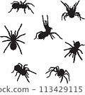spider, tarantula, insect, danger, bite, black, vector, graphics, design, sign, image, isolated, illustration, picture, large, eyes, fang, hairs, paws, object, drawing, symbol 113429115