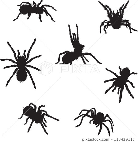 spider, tarantula, insect, danger, bite, black, vector, graphics, design, sign, image, isolated, illustration, picture, large, eyes, fang, hairs, paws, object, drawing, symbol 113429115
