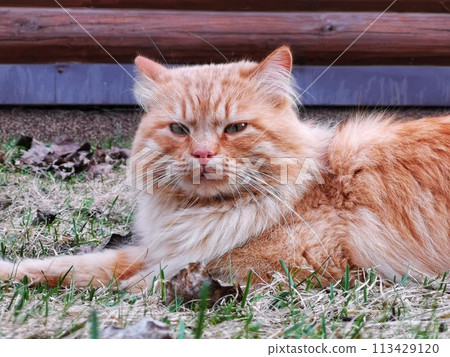 Portrait of a red-haired cat with a white mustache and long and fluffy fur with white flecks, which lies on the lawn against a background of wooden logs 113429120