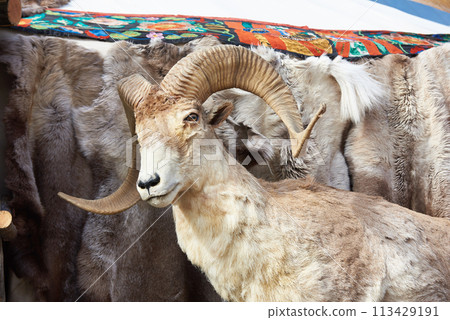 Taxidermy stuffed of mountain goat Taxidermy stuffed of mountain goat 113429191