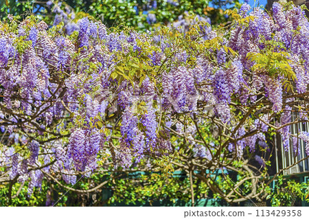 Beautiful purple wisteria flowers in spring Beautiful purple wisteria flowers in spring 113429358