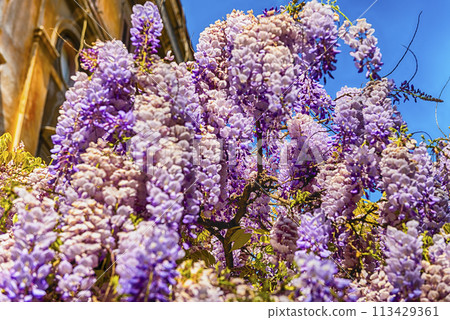 Beautiful purple wisteria flowers in spring 113429361