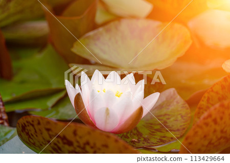 Pink lotus water lily flower in pond, waterlily with green leaves blooming 113429664