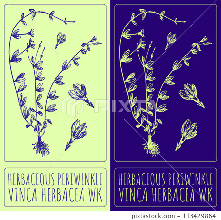 Vector drawing HERBACEOUS PERIWINKLE. Hand drawn illustration. The Latin name is VINCA HERBACEA WK Vector drawing HERBACEOUS PERIWINKLE. Hand drawn illustration. The Latin name is VINCA HERBACEA WK 113429864