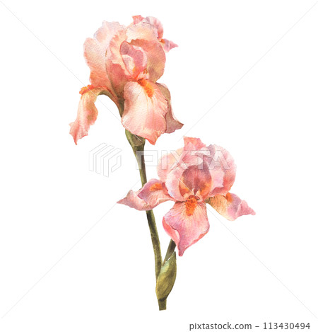 Botanical watercolor flowers illustration. Summer flowers. Vintage. Royal irises are peach fuzz. Elements isolated on a white background. For wedding invitations, birthday. Botanical watercolor flowers illustration. Summer flowers. Vintage. Royal irises are peach fuzz. Elements isolated on a white background. For wedding invitations, birthday. 113430494