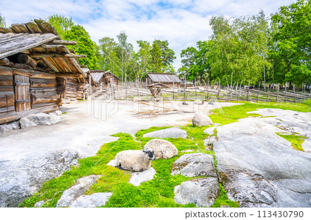 Sheep graze peacefully among historic wooden farmhouses at Skansen open-air museum in Stockholm, set against a backdrop of lush green trees and moss-covered rocks. Sweden Sheep graze peacefully among historic wooden farmhouses at Skansen open-air museum in Stockholm, set against a backdrop of lush green trees and moss-covered rocks. Sweden 113430790