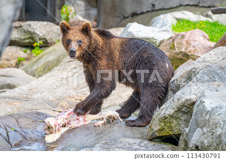 A young bear stands on a rocky terrain delicately feeding on fresh meat, indicating a successful hunt or scavenging event in a natural setting. 113430791