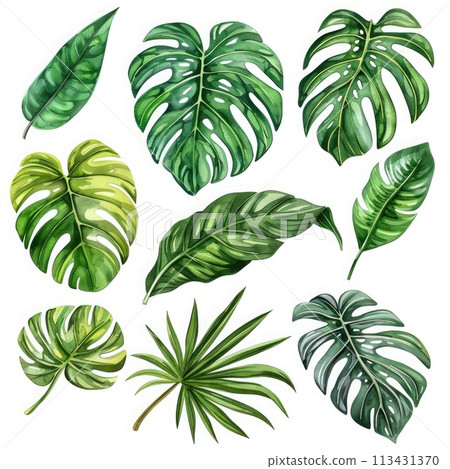 Detailed hand-drawn botanical illustrations of jungle foliage. Ideal for apparel design 113431370