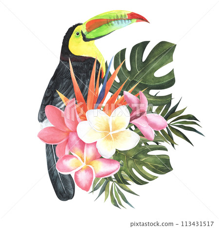 toucan tropical bird hand drawn watercolor illustration with strelitzia flower and palm leaves. Isolated on white background. Plumeria or Frangipani. Close up bunch pink-red with palm monstera leaves 113431517
