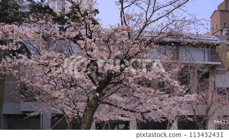 廣島縮景園1號的櫻花 廣島縮景園1號的櫻花 113432431