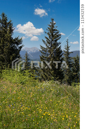 Summer Gorgany massiv mountains scenery view from Sevenei hill (near Yablunytsia pass, Carpathians, Ukraine.) 113432539
