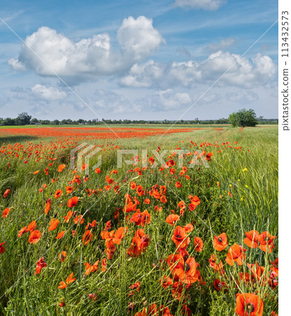 Wheat field and red poppy flowers, Ukraine 113432573