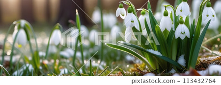 Macro view of delicate snowdrop flowers adorned with glistening morning dew drops. 113432764