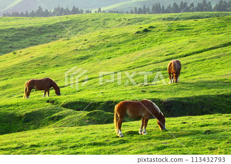 阿蘇山麓的牧場（阿蘇市） 113432793