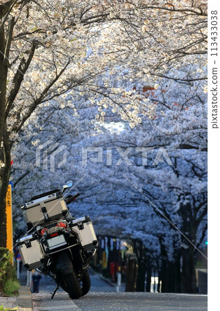 Parked motorcycle and row of cherry blossom trees Parked motorcycle and row of cherry blossom trees 113433038