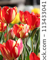 Tulip 113433041