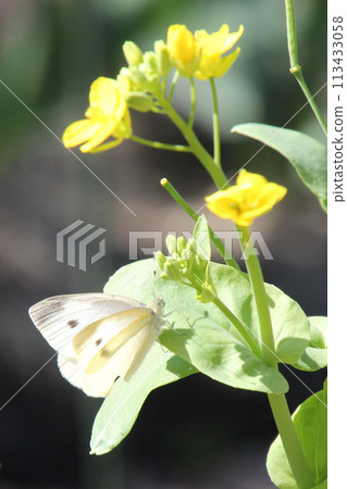 Monsieur root and rape blossoms 113433058