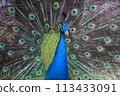 Peacock 113433091