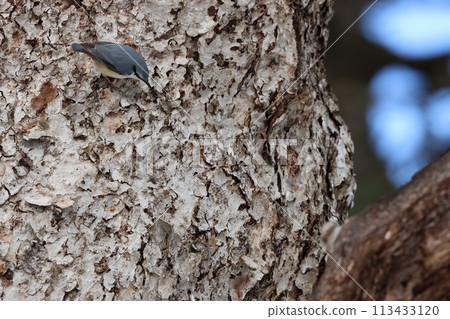The subalpine bird, the nuthatch, moves up tree trunks like a ninja The subalpine bird, the nuthatch, moves up tree trunks like a ninja 113433120