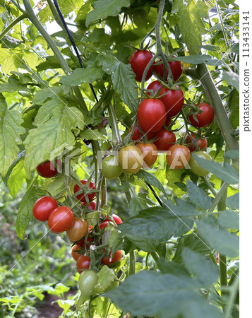 Tomatoes grown in a greenhouse 113433141