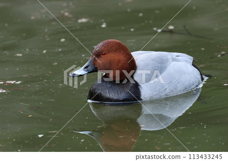 The duck, Pochard, which comes to lakes and rivers as a winter bird 113433245