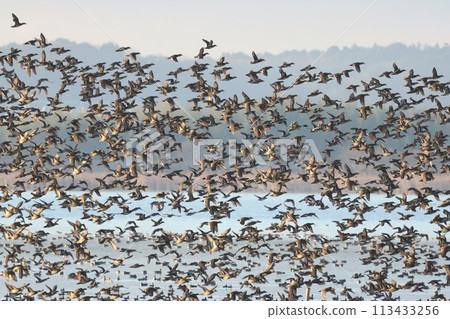 一大群從大沼澤里飛出來的鴨子 113433256