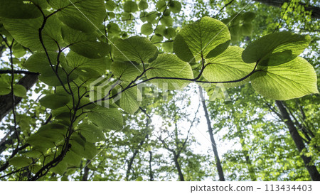 Forest Walking Trail/Eco Image (Around Lake Onbara) 113434403