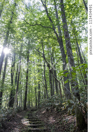 Forest Walking Trail/Eco Image (Around Lake Onbara) 113434491