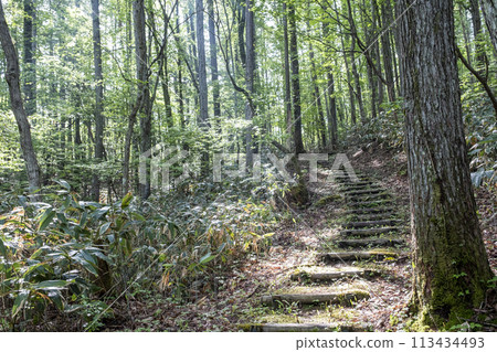Forest Walking Trail/Eco Image (Around Lake Onbara) 113434493