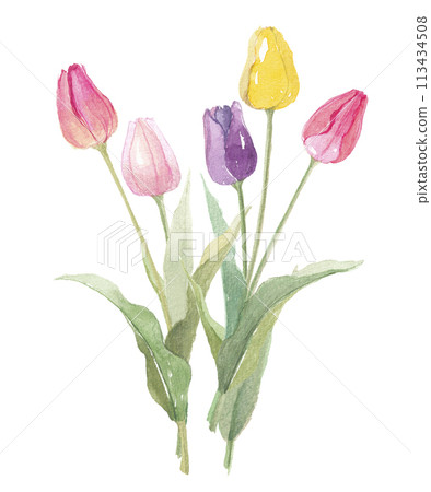 Five colorful tulips painted in watercolor 113434508