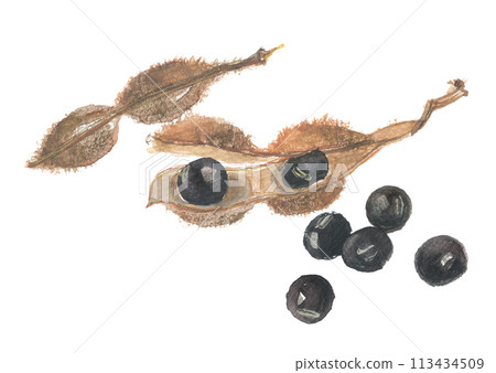 Watercolor painting of black beans and pods 113434509