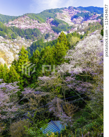 瞳千本（豎式） 113434677