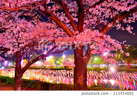 Illuminated cherry blossoms and carp streamers at night 113434891