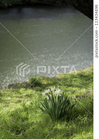 Daffodil flowers growing beside a stream 113434896