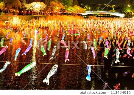 Illuminated cherry blossoms and carp streamers at night 113434915