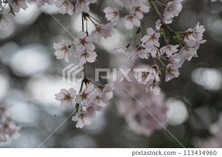 盛開的垂枝櫻花和黑暗的日子 113434960