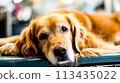 The dog lies on a wooden bench with its head against the surface., AI 113435022