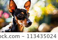A close up of a small dog with brown and black fur, AI 113435024