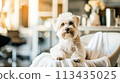 A small white dog sitting on a towel in the middle of a room, AI 113435025