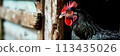 A black and red rooster with a bright orange beak peeking out of the door, AI 113435026