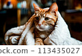 A cat wrapped in a towel on top of a table, AI 113435027
