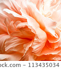 A close up of a large flower with white petals, AI 113435034