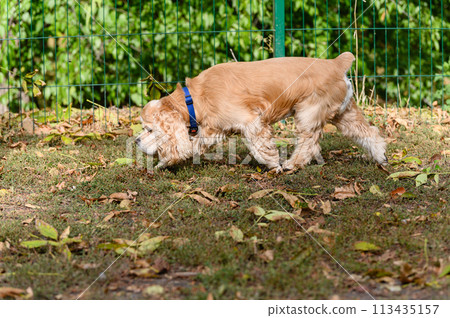 American Cocker Spaniel sniffs the grass while walking in park. 113435157