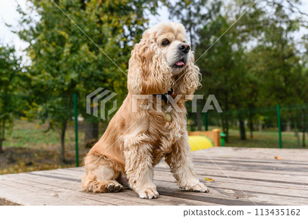 American Cocker Spaniel training in a specially equipped dog walking area. 113435162