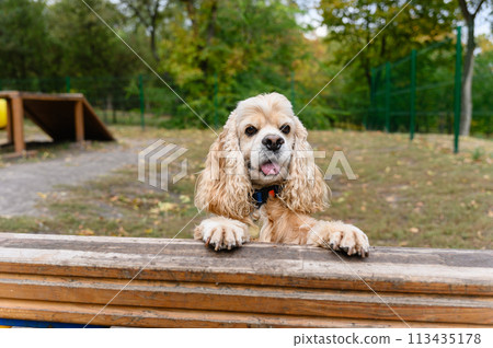 American Cocker Spaniel in a specially equipped dog walking area. 113435178