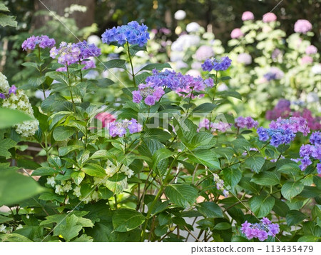 Many hydrangeas Many hydrangeas 113435479