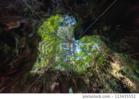 威爾遜樹樁之心，屋久島國立公園（二月） 113435552