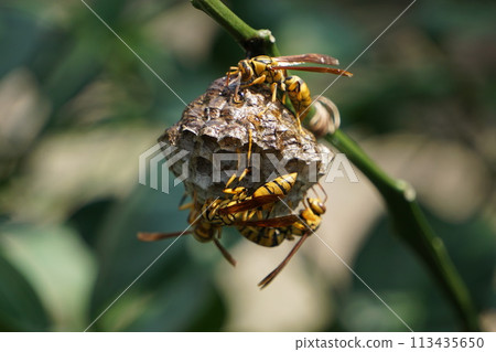 Beehive discovery 113435650